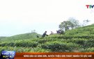 Video và hình ảnh nông dân xã Bình Sơn 99Ok hiện đang mở thoát nghèo từ cây chè
