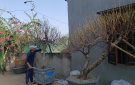 Hộ trồng đào tích cực chuẩn bị tham gia “Hội chợ hoa đào Triệu Sơn”, Xuân Giáp Thìn 2024.