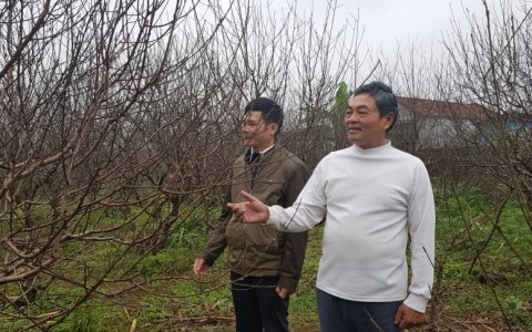 PS: Làng Đào xã Vân Sơn vào xuân
