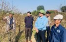 Chủ tịch UBND huyện, kiểm tra các mô hình sản xuất trồng đào cảnh, quất cảnh ở một số địa phương trong huyện. 