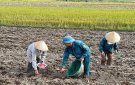 Huyện Triệu Sơn đẩy mạnh thu hoạch lúa vụ mùa, gieo trồng cây mầu vụ đông 2021