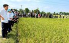 Hội thảo đầu bờ đánh giá mô hình trồng giống lúa mới LY006 Tại Xã Thọ Phú