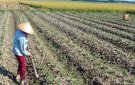 Xã Thọ Phú đẩy mạnh công tác sản xuất vụ đông 2022.