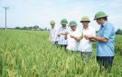 Phó Chủ tịch UBND huyện kiểm tra tình hình sâu bệnh hại lúa mùa