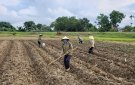 Xã Thọ Phú đẩy mạnh triển khai sản xuất vụ đông 