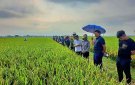 Huyện Triệu Sơn triển khai mô hình sản xuất lúa theo hướng hữu cơ  giai đoạn 2022-2030.