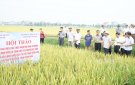 Hội thảo đầu bờ đánh giá hiệu quả thực hiện mô hình sử dụng phân bón hữu cơ sinh học Eco Nutrients trên cây lúa vụ xuân