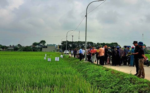 Trung tâm DVNN tổ chức hội thảo đầu bờ mô hình trình diễn giống lúa lai SYN8 vụ chiêm xuân 2023 – 2024 tại xã Thọ Vực