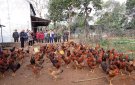 Trạm Khuyến nông huyện tổ chức hội nghị tổng kết và hội thảo nhân rộng mô hình sử dụng gà thịt trên nền đệm lót  sinh học trong chăn nuôi gà tại xã Thọ Tân 
