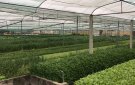 Phòng Nông Nghiệp Và Phát Triển Nông Thôn Tổ Chức Thăm Quan Học Tập Mô Hình Trồng Rau An Toàn Trong Nhà Lưới Hở Tại Xã Vạn Hòa Huyện Nông Cống