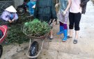 Hội Phụ nữ xã Thọ Bình làm đường hoa thay thế cỏ dại.