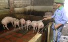  Gương: CCB Nguyễn Duy Quế xã Tiến Nông làm kinh tế giỏi, từ mô hinh chăn nuôi lợn gia trại.