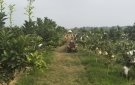 Xã Thọ Thế tập trung chỉ đạo chuyển đổi diện tích đất lúa kém hiệu quả sang các mô hình kinh tế cao