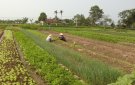 Kết quả thực hiện chuyển đổi cây trồng trên đất lúa 7 tháng  năm 2019 trên địa bàn huyện. 