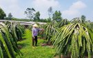 Xã Thọ Tân cải tạo vườn tạp, nâng cao hiệu quả  kinh tế vườn đồi 