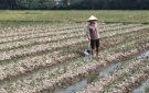 UBND huyện tập trung chỉ đạo đẩy mạnh công tác gieo trồng ớt xuất khẩu vụ đông năm 2019-2020