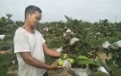 Bác Nguyễn văn Dần xã Thọ Thế làm giàu từ mô hình chuyển đổi đất lúa kém hiệu quả sang trồng cây ăn quả