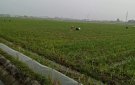 Phong trào trồng cây vụ đông của Hội Phụ nữ xã Minh Dân và sự gương mẫu đi đầu của cán bộ hội