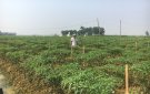 Xã Thọ Vực tập trung chỉ đạo chuyển đổi diện tích đất lúa kém hiệu quả sang các mô hình kinh tế cao
