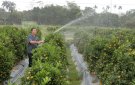 Gia đình anh Trần Sĩ Hùng xã Hợp Lý phát triển kinh tế với mô hình trồng cây quất cảnh.