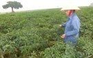 Xã Thọ Phú chuyển đổi diện tích đất lúa kém hiệu quả sang các cây trồng có giá trị kinh tế cao.