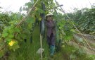 UBND huyện triển khai thực hiện Nghị quyết về tích tụ, tập trung đất đai để phát triển sản xuất nông nghiệp quy mô lớn, ứng dụng công nghệ cao.