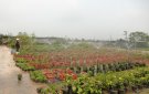 Gia đình Nguyễn Thị Thao xã Nông Trường làm giàu từ mô hình trồng hoa