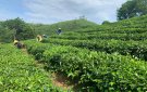  HTXDV Nông lâm nghiệp Bình Sơn, nâng cao chất lượng sản phẩm OCOP Mật ong hoa rừng nguyên chất và Chè sạch Bình sơn.       