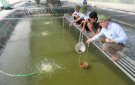 Gia đình ông Lê Công Tư xã Thọ Vực điển hình trong phát triển kinh tế trang trại.