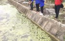 Mô hình thanh niên phát triển kinh tế ở xã An Nông.