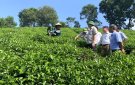 Đồng chí Vũ Đức Kính, Phó Bí thư Huyện ủy, Chủ tịch UBND huyện làm việc tại xã Bình Sơn về phát triển nông nghiệp, gắn với Du lịch cộng đồng.