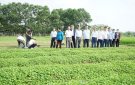 Hội Nông dân huyện tổ chức thăm quan mô hình trồng rau má tại xã Đồng Lợi