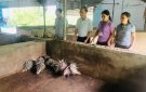Hội Nông Dân xã Hợp Tiến phát huy hiệu quả Mô hình Tổ Hội nghề nghiệp.