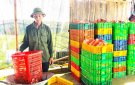 Bác Đinh Ngọc Đỉnh, thôn Lai Triều xã Hợp Thành làm kinh tế giỏi.