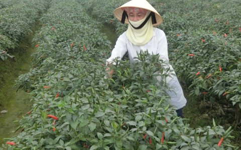 Nhân dân xã Thọ Phú thu hoạch cây ớt xuất khẩu vụ đông 2019-2020.
