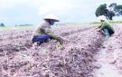Xã Thọ Phú đẩy mạnh triển khai sản xuất vụ đông