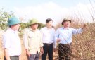 Huyện Triệu Sơn Sẵn sàng cho Hội chợ Hoa đào Xuân Giáp Thìn năm 2024