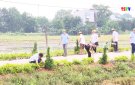 Xã Hợp Thành trồng hoa và cây xanh xây dựng nông thôn mới nâng cao